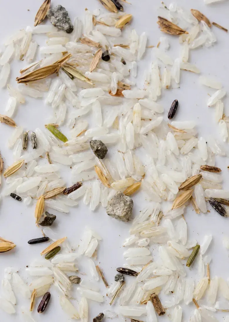Panel crop of rice sample with stones, husk, and natural field contaminants.
