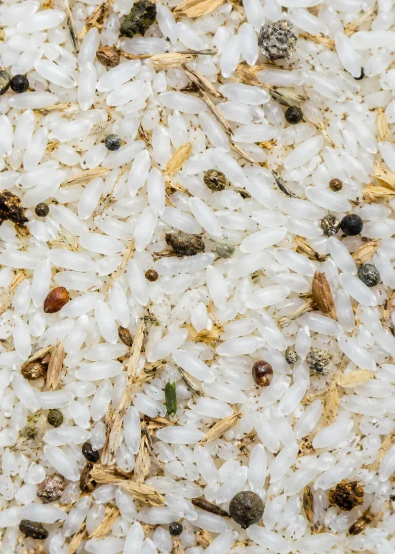 Panel crop of rice sample with husk, fibers, and organic contaminant fragments.