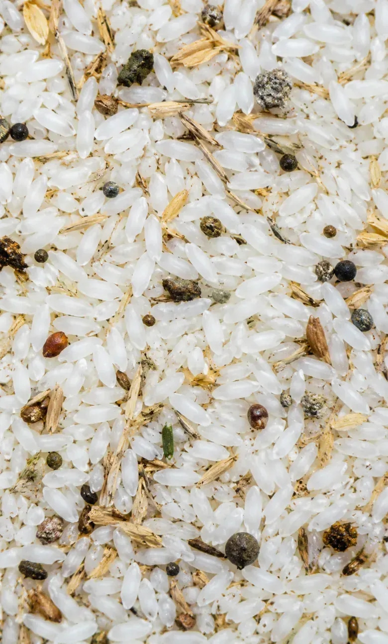 Portrait crop of rice sample with mixed contaminant load used to explain inspection challenges.
