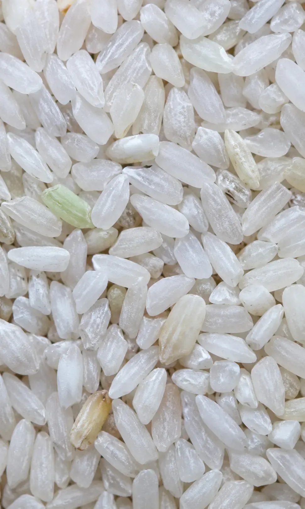 Rice sample with opaque chalky grains and subtle immature color variation.