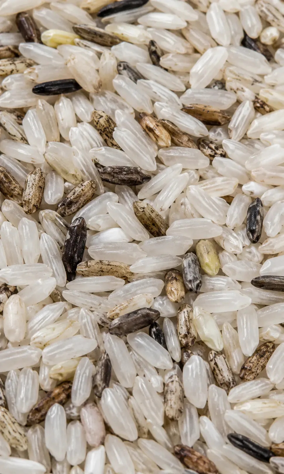 Rice sample with dark spotted and discolored grains.