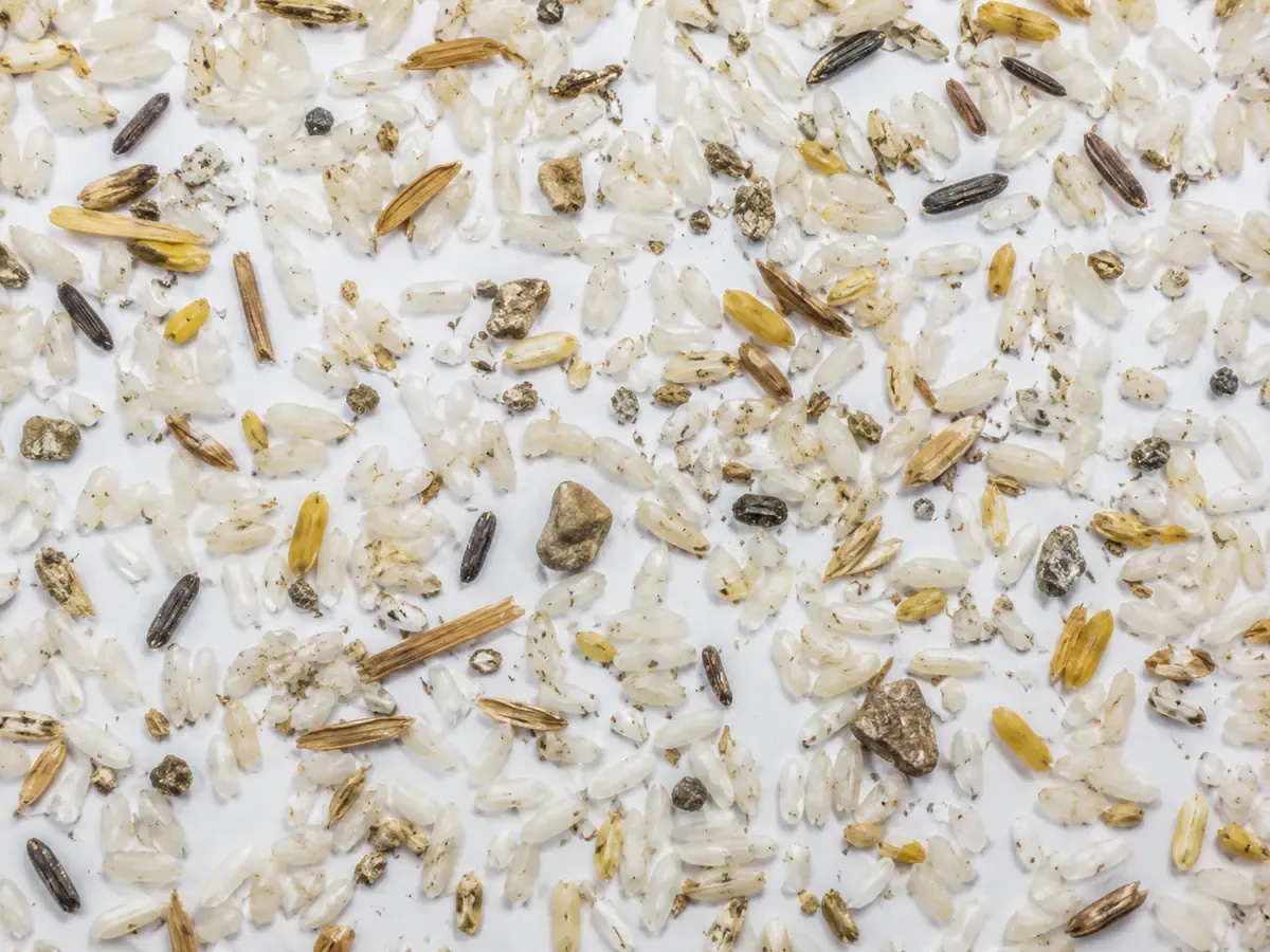 Rejected rice sample with concentrated visible foreign material and off-spec kernels.