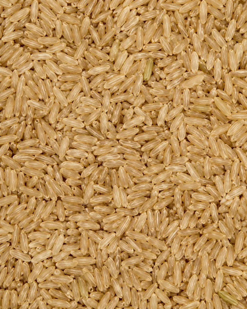 Brown rice grains with bran tone variation.