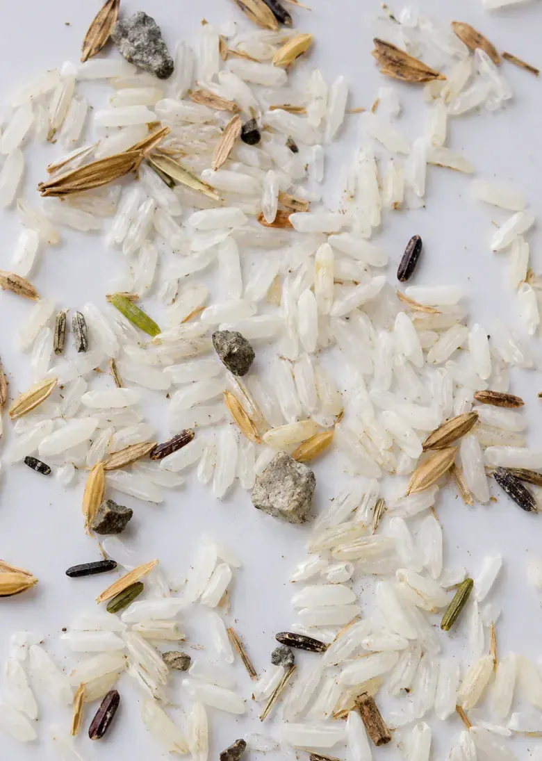 Panel crop of rice sample with stones, husk, and natural field contaminants.
