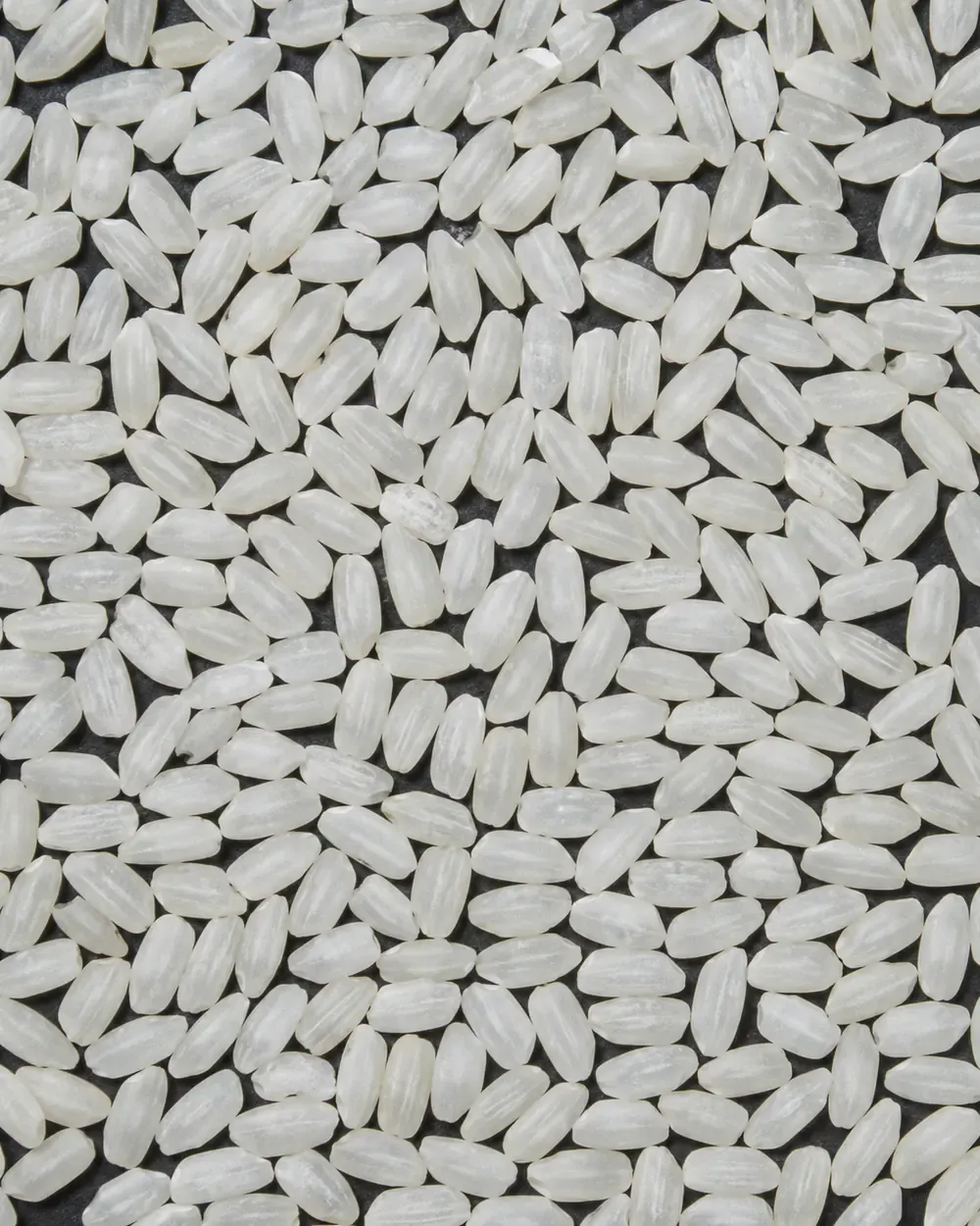 White rice grains on a dark background for variety comparison.